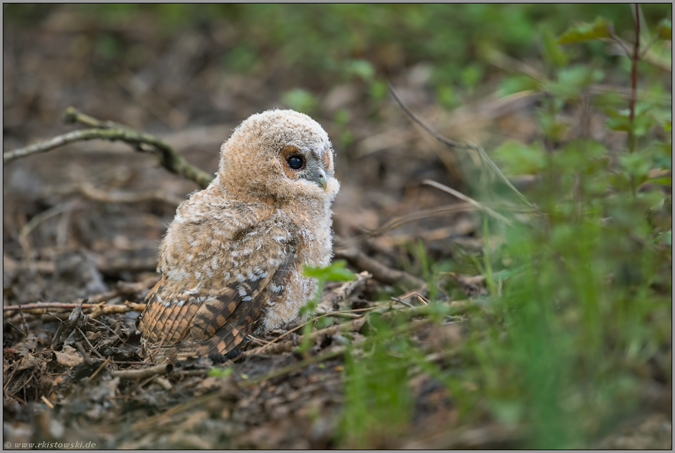 riskant... Waldkauzästling *Strix aluco*, junge Eulen kurz nach Verlassen des Nestes