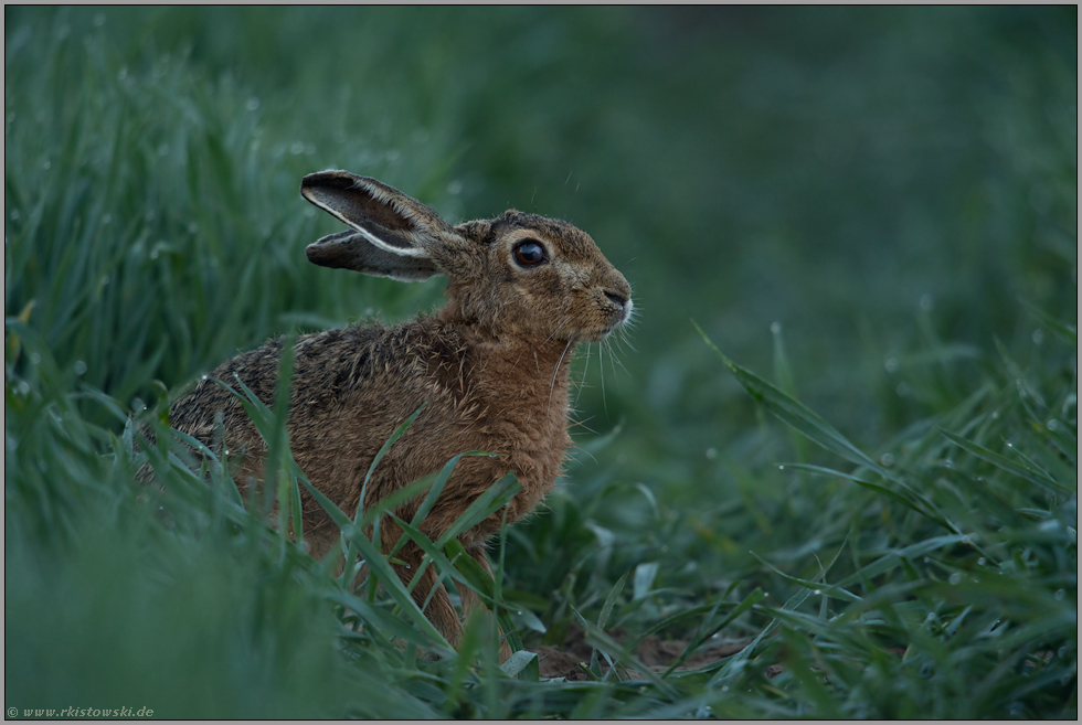 abwartend... Feldhase *Lepus europaeus* kurz vor Sonnenaufgang in einem Getreidefeld