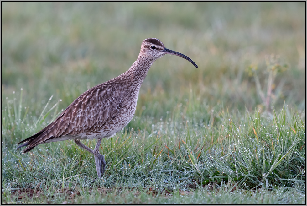 langer Hals... Regenbrachvogel *Numenius phaeopus* bei der Nahrungssuche auf einer nassfeuchten Wiese