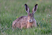 überraschter Blick... Feldhase *Lepus europaeus* sitzt mümmelnd in einer Frühlingswiese