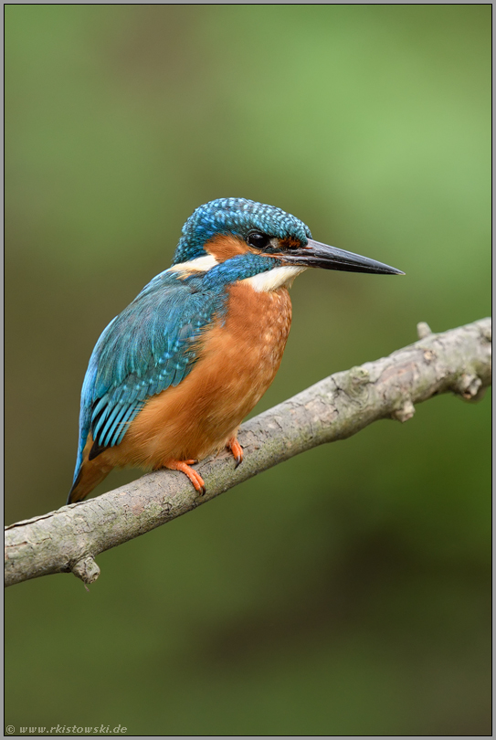 am Bachlauf... Eisvogel *Alcedo atthis* im Frühjahr