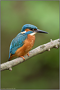 am Bachlauf... Eisvogel *Alcedo atthis* im Frühjahr