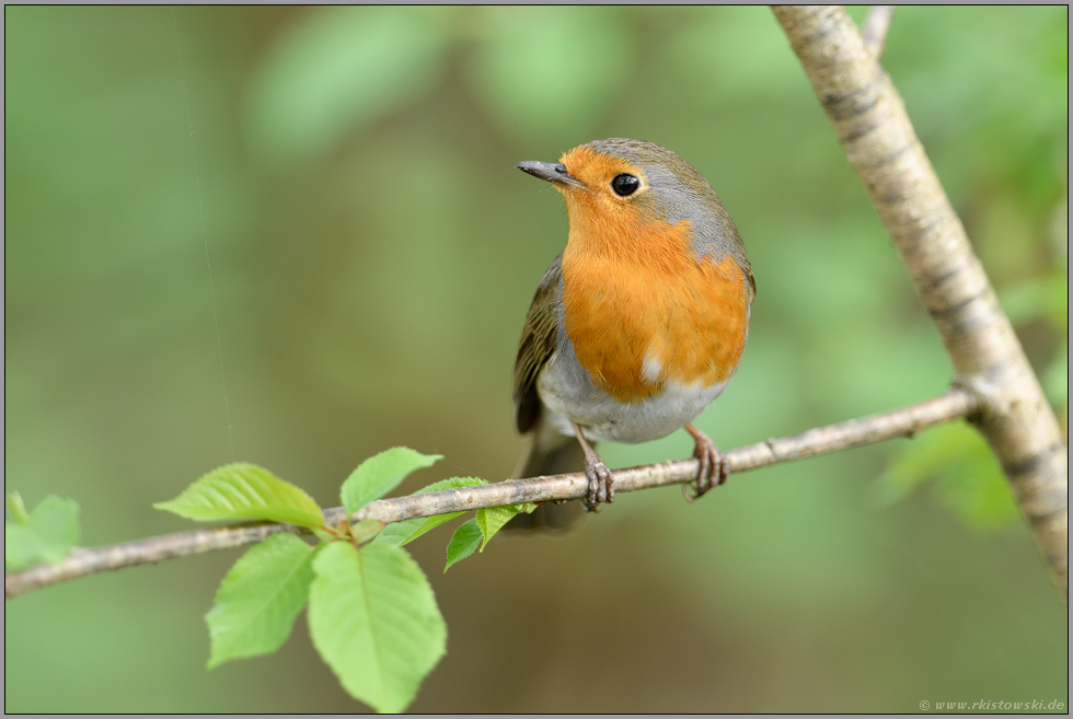 frisches Grün und leuchtendes Orange... Rotkehlchen *Erithacus rubecula*