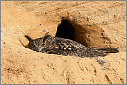 brütend... Europäischer Uhu *Bubo bubo* auf seinem Nest in einer Sandgrube