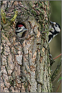 gespannte Erwartung... Buntspecht *Dendrocopos major*, Jungspecht erwartet fütterndes Elternteil