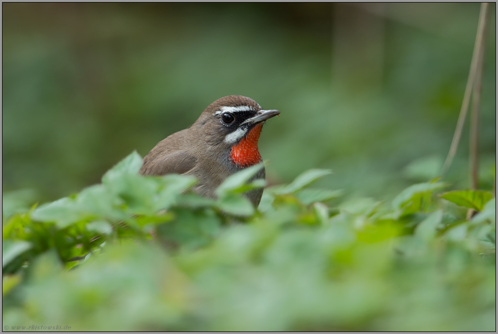 tief in der Vegetation... Rubinkehlchen *Luscinia calliope*, seltener Irrgast