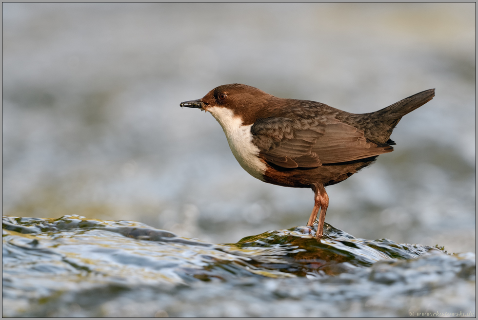 im Wasser stehend... Wasseramsel *Cinclus cinclus* mit Beute im Schnabel