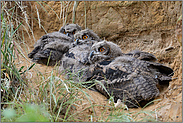 Schlafgemeinschaft... Europäischer Uhu *Bubo bubo*, junge Uhus, Ästlinge, Infanteristen