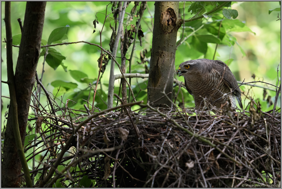 rufend... Sperber *Accipiter nisus*, Weibchen fordert das Männchen zur Nahrungsbeschaffung auf