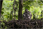 180°... Sperber *Accipiter nisus* schaut sich bemerkenswert beweglich um