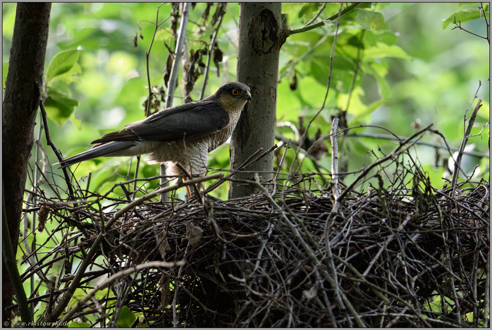 seltener Gast... Sperber *Accipiter nisus*, Terzel - das Männchen - am Nest