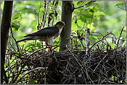 seltener Gast... Sperber *Accipiter nisus*, Terzel - das Männchen - am Nest