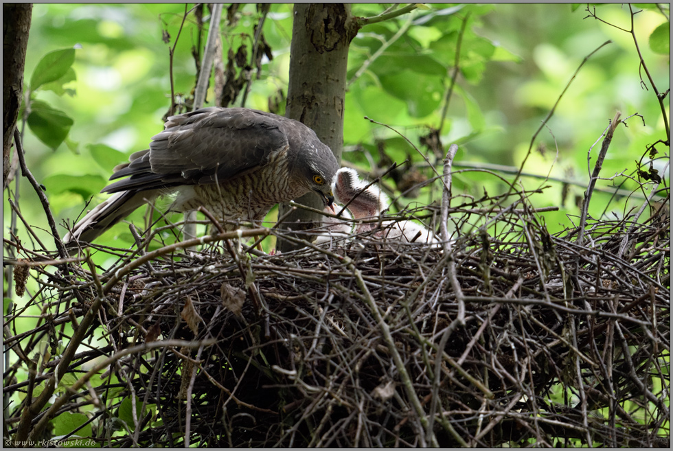 winzige Flügelchen... Sperber *Accipiter nisus* sorgt sich um den frisch geschlüpften Nachwuchs