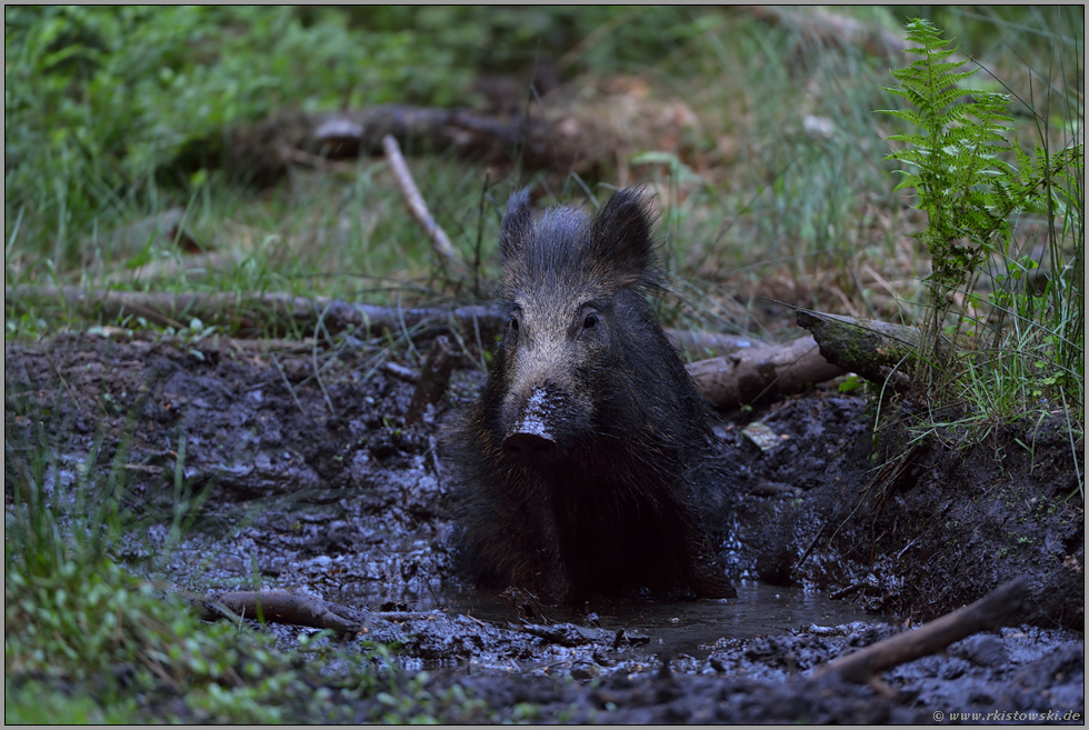 Schlammbad... Wildschwein * Sus scrofa* in einer natürlichen Suhle