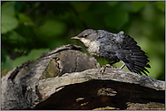 flugfertig... Wasseramsel *Cinclus cinclus*, flügger Jungvogel reckt und streckt sich