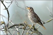 wunderschöner Gesang... Singdrossel *Turdus philomelos* singt am frühen Abend in der Holunderhecke