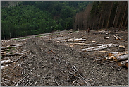 mit schwerem Gerät... Waldsterben *Borkenkäfer*, Spuren vom Harvestereinsatz