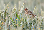 unermüdlich... Feldlerche *Alauda arvensis*, Weibchen singt im Getreidefeld (Triticale)