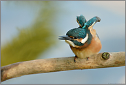 bettelnd... Eisvogel *Alcedo atthis*, frisch ausgeflogener Jungvogel animiert Altvögel, ihn zu füttern