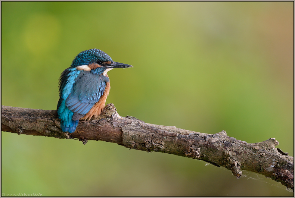 noch ein wenig unsicher... Eisvogel *Alcedo atthis*, gerade eben flügger Jungvogel