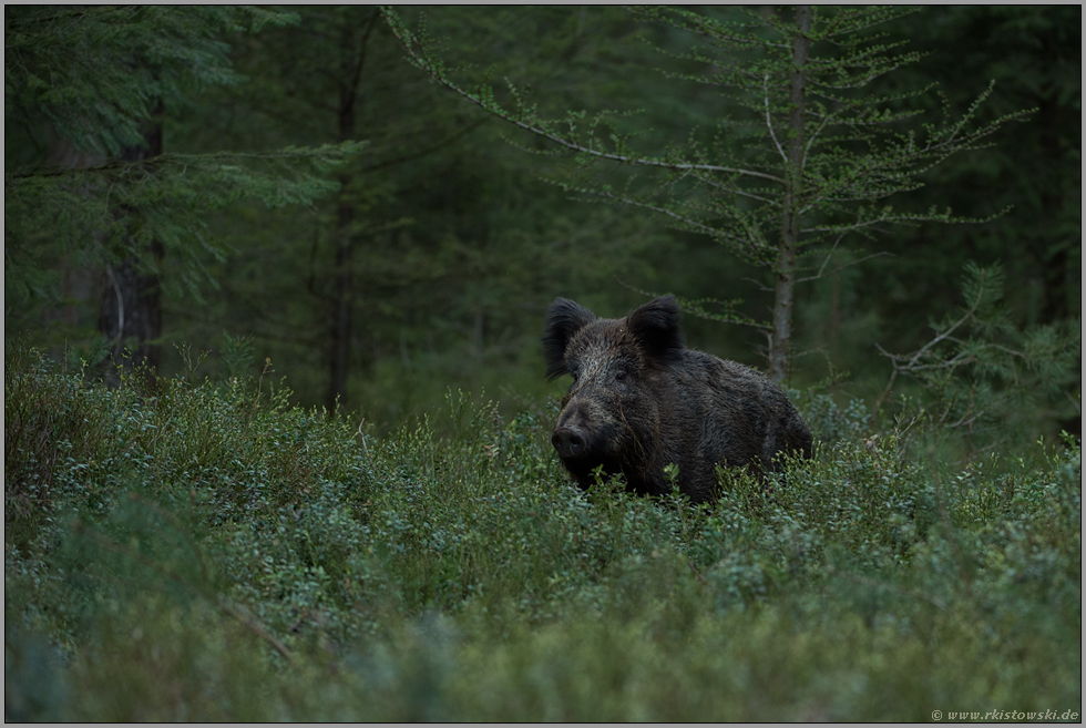 Puschelohr... Wildschwein *Sus scrofa* zu später Stunde