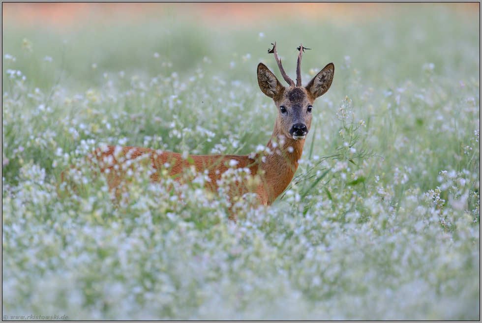 Reste vom Bast... Rehbock *Capreolus capreolus* in einer Blumenwiese