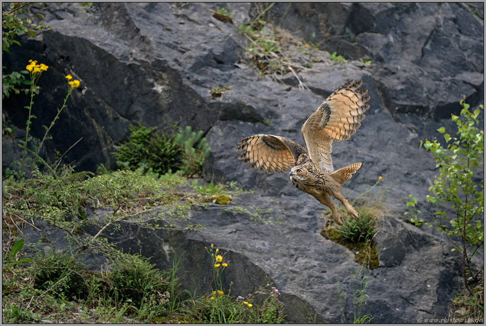 im Lebensraum... Europäischer Uhu *Bubo bubo* fliegt durch einen alten Steinbruch