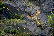 im Lebensraum... Europäischer Uhu *Bubo bubo* fliegt durch einen alten Steinbruch