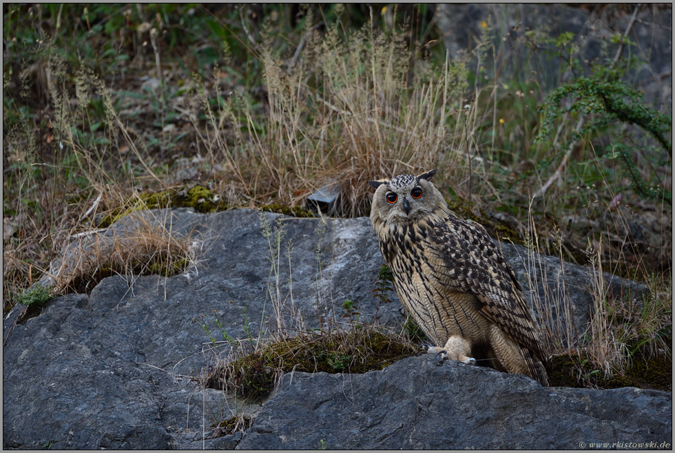 Nachtsichtgerät... Uhu *Bubo bubo* in der späten Dämmerung