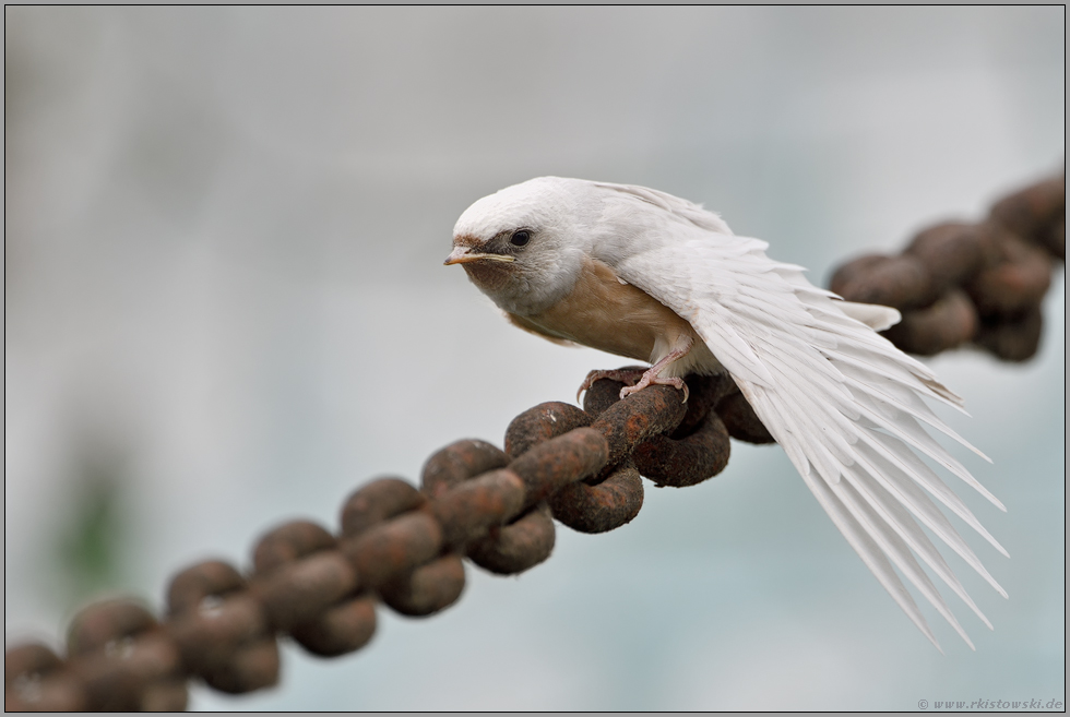 schneeweiß... Rauchschwalbe *Hirundo rustica*, Jungvogel mit Gendefekt