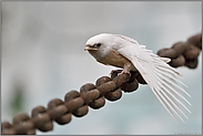 schneeweiß... Rauchschwalbe *Hirundo rustica*, Jungvogel mit Gendefekt