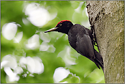 zum Absprung bereit... Schwarzspecht *Dryocopus martius*, männlicher Altvogel kurz vor dem Abflug von einer Buche