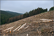 Rodungsfläche... Waldsterben *Kahlfläche*, Kahlschlag nach Borkenkäferbefall