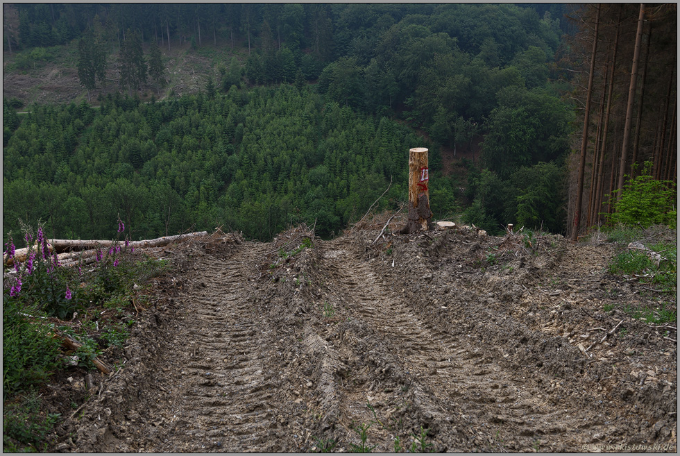 mit schwerem Gerät... Waldsterben *Spuren vom Harvester*, Aufräumarbeiten im Wald