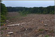 weite Kahlfläche... Waldsterben *Nordrhein-Westfalen*, Holzeinschlag. Kahlschlag nach Borkenkäferbefall