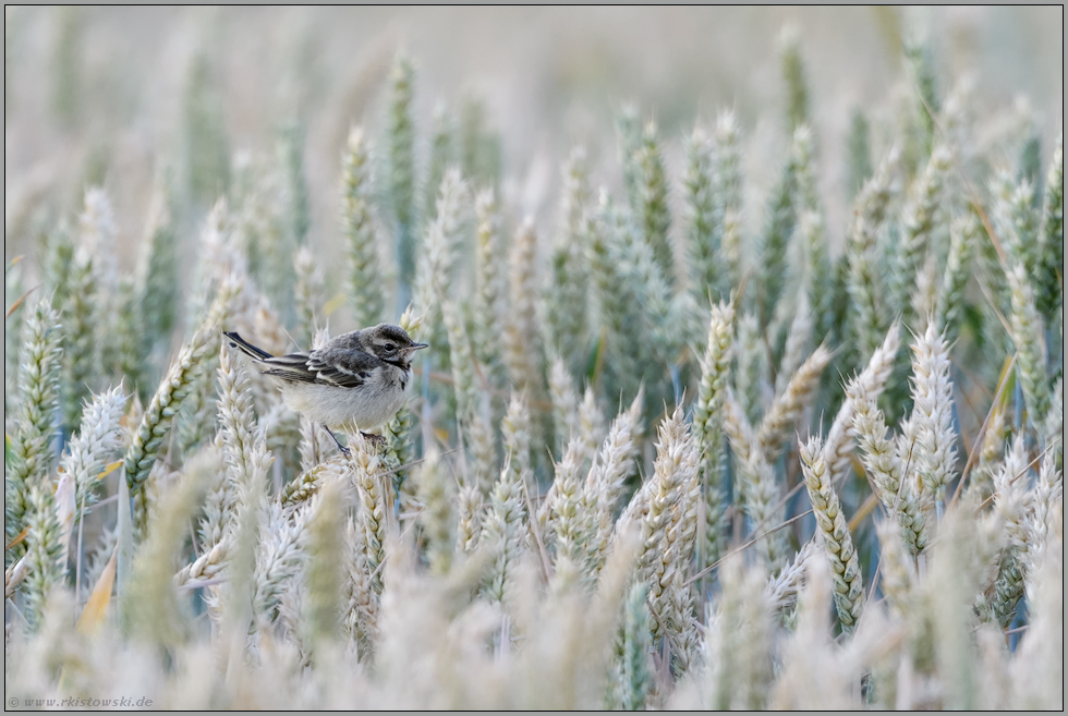 im Weizenfeld... Wiesenschafstelze *Motacilla flava*, flügger Jungvogel