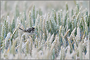 im Weizenfeld... Wiesenschafstelze *Motacilla flava*, flügger Jungvogel