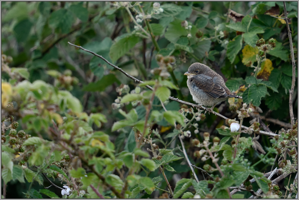 das Nest verlassen... Neuntöter *Lanius collurio*, gerade eben flügger Jungvogel sitzt frühmorgens in einer Brombeerhecke