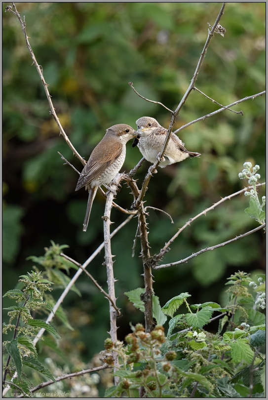 Futterübergabe... Neuntöter *Lanius collurio*, Weibchen füttert flüggen Jungvogel