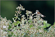 zwischen blühenden Brombeeren... Neuntöter *Lanius collurio* ruht auf einer Brombeerhecke