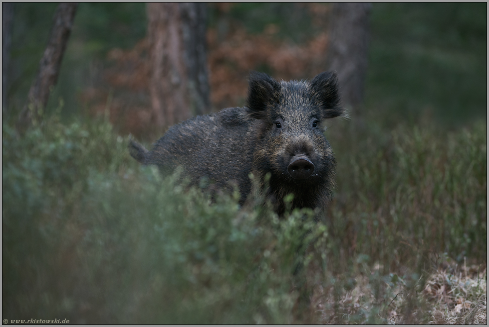 Überläufer... Wildschwein *Sus scrofa* im dichten Unterholz des Waldes