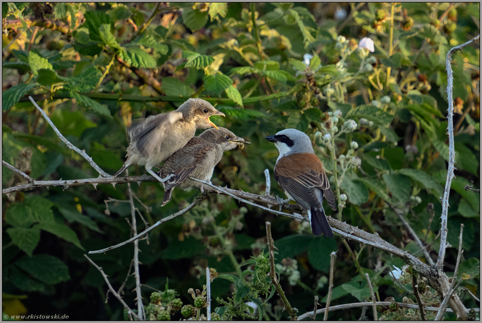 begierig... Neuntöter *Lanius collurio*, junge Neuntöter wollen vom männlichen Altvogel gefüttert werden