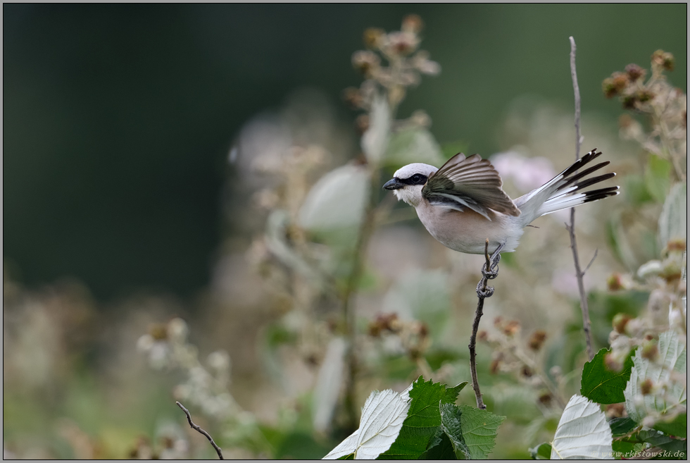 Revierverhalten... Neuntöter *Lanius collurio*, männlicher Altvogel flattert mit den Flügeln, um zu warnen