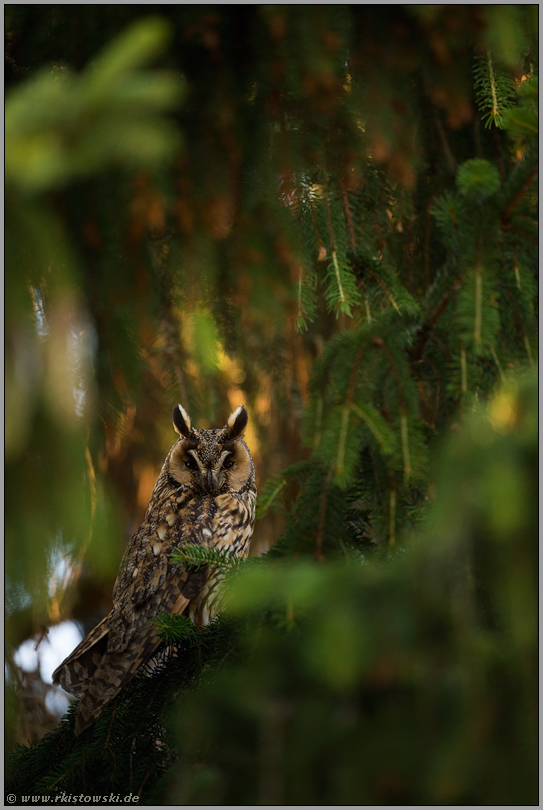 wache Augen... Waldohreule *Asio otus* im Tagversteck in einer Tanne