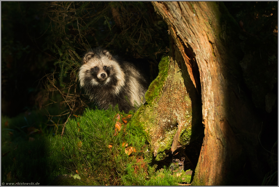 im Unterholz unterwegs... Marderhund *Nyctereutes procyonoides* im Lichtspot