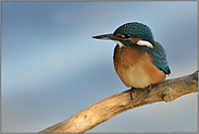 Lichtschimmer... Eisvogel *Alcedo atthis*, flügger Jungvogel im Sommer