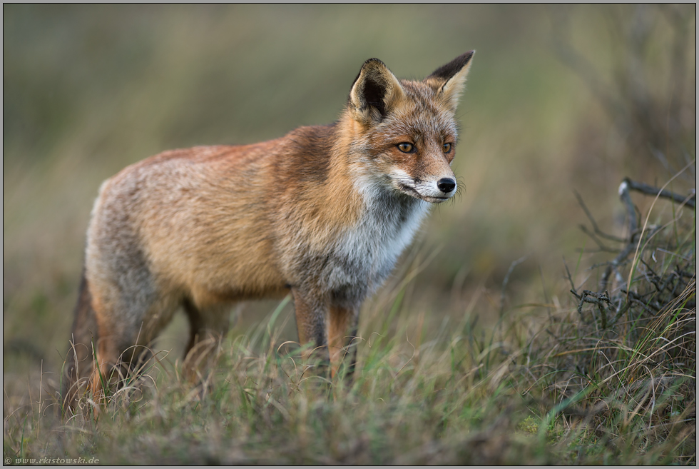 viel Geduld... Rotfuchs *Vulpes vulpes* beobachtet aufmerksam das Geschehen