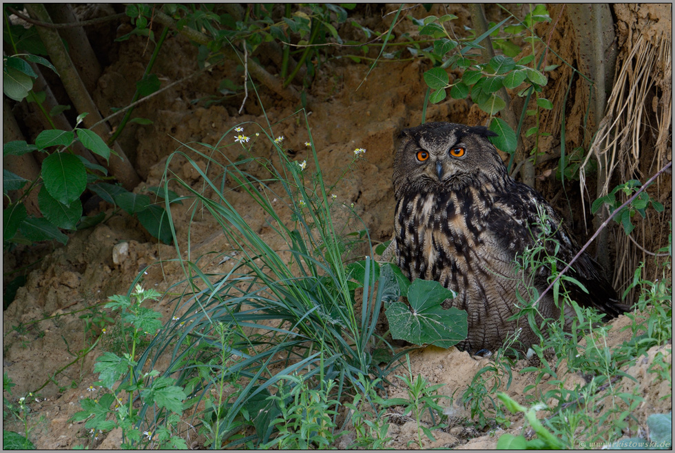 im Tagesversteck... Europäischer Uhu *Bubo bubo*, Altvogel, Weibchen