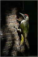 im Lichtspot... Grünspecht *Picus viridis*, Weibchen am Baum im dunklen Wald