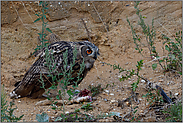 bei der Mahlzeit... Europäischer Uhu *Bubo bubo* frisst von den Überresten eines Hasen